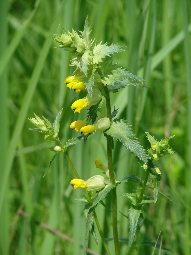 Image of genus Rhinanthus specimen.