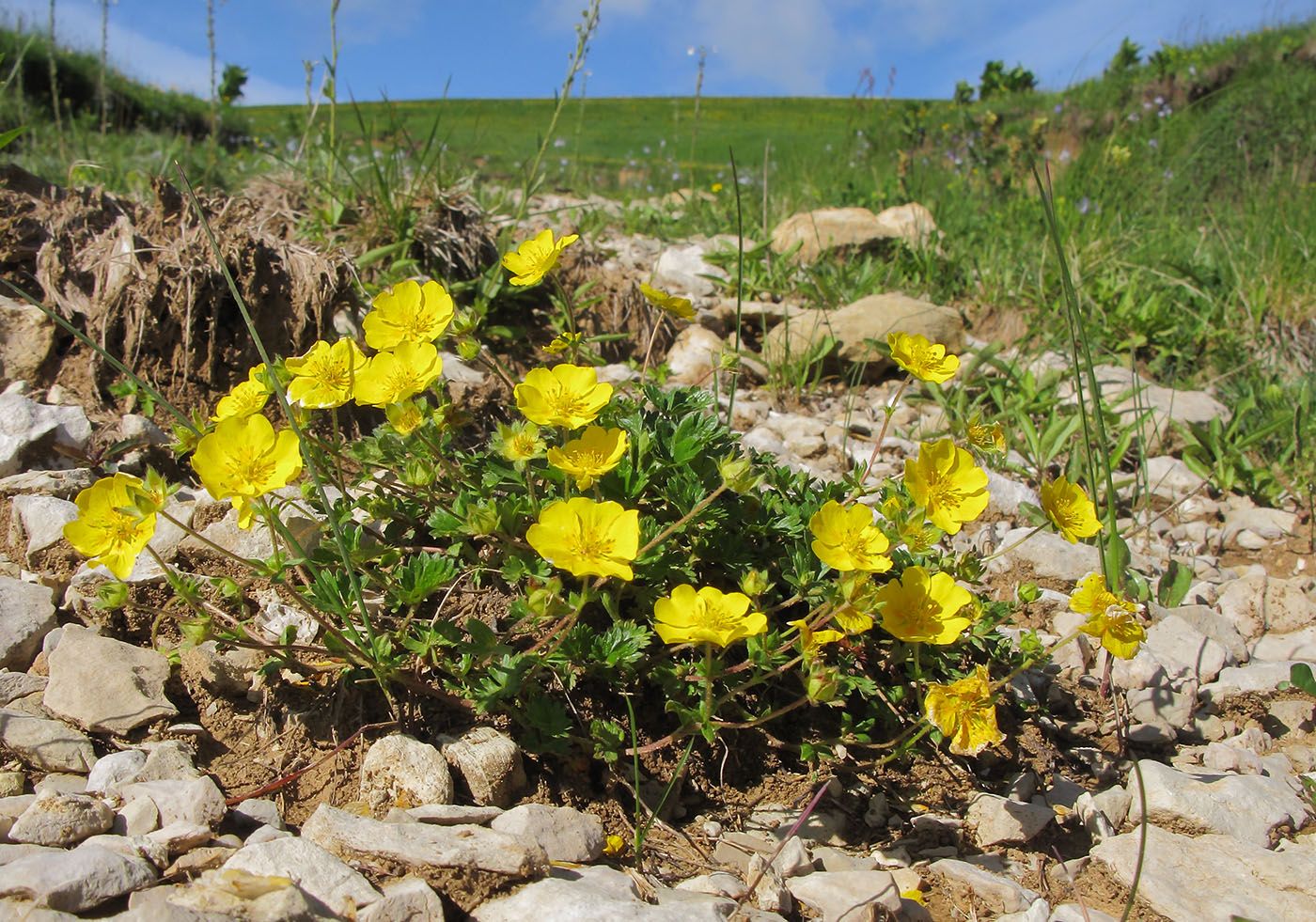 Изображение особи Potentilla gelida.