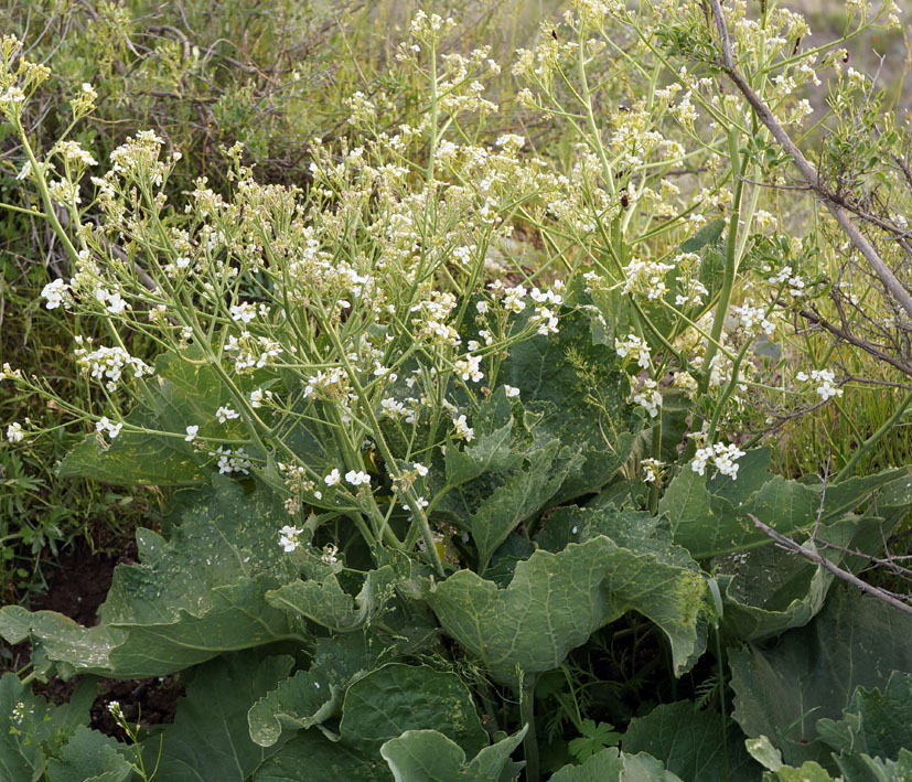Image of Crambe kotschyana specimen.