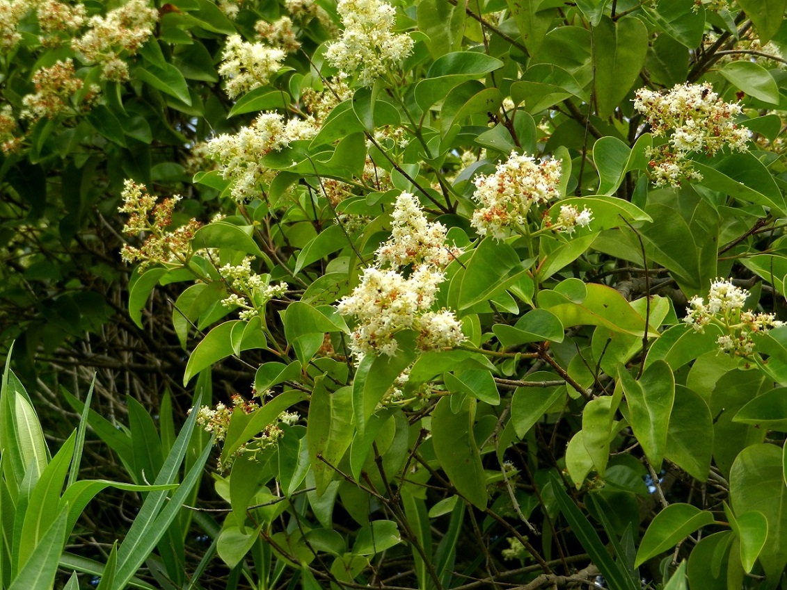 Image of Ligustrum lucidum specimen.