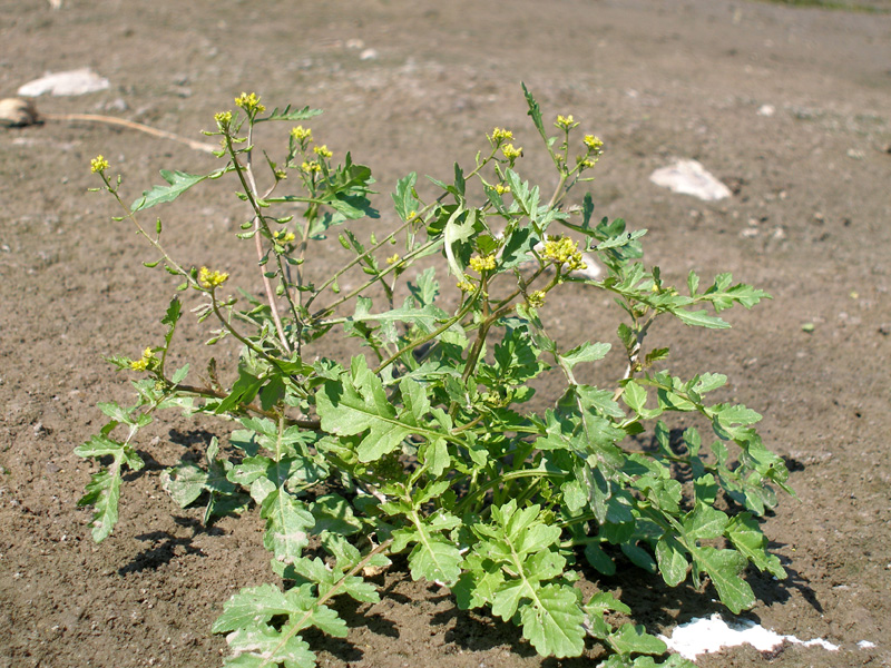 Image of Rorippa palustris specimen.