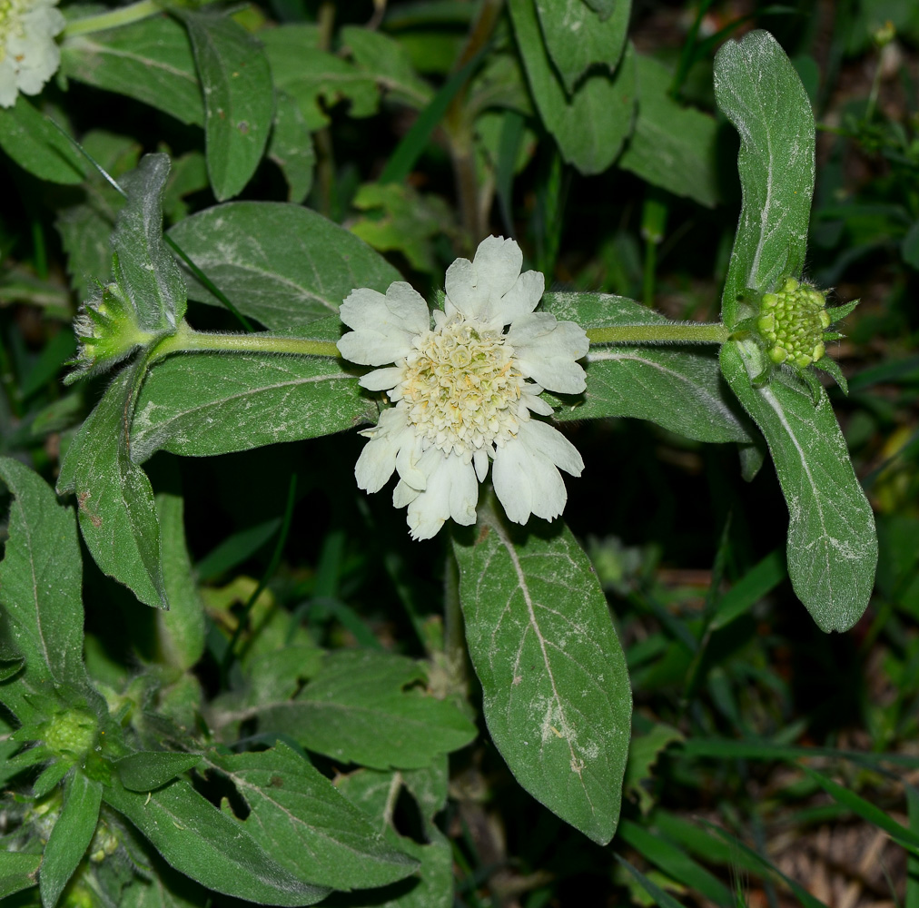 Image of Lomelosia prolifera specimen.