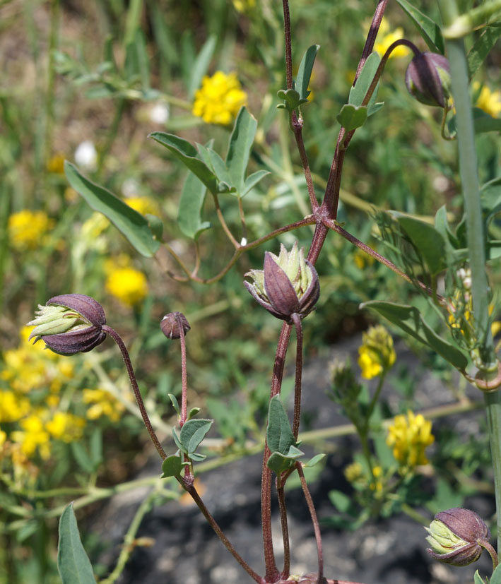 Image of Clematis orientalis specimen.