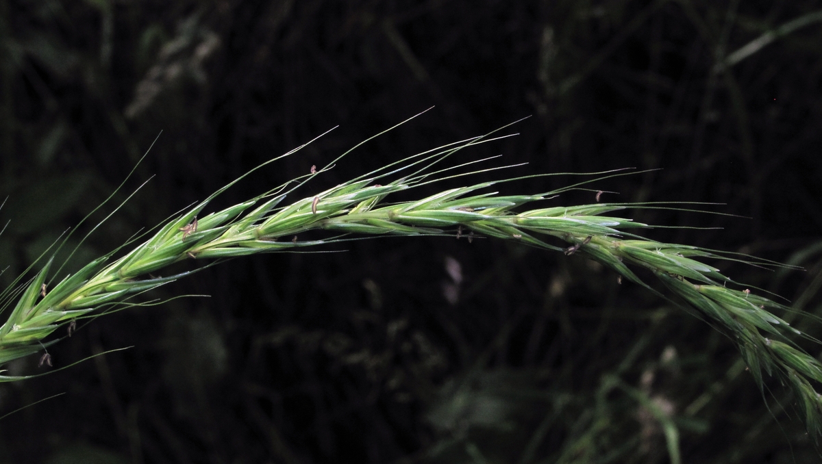 Изображение особи Elymus caninus.