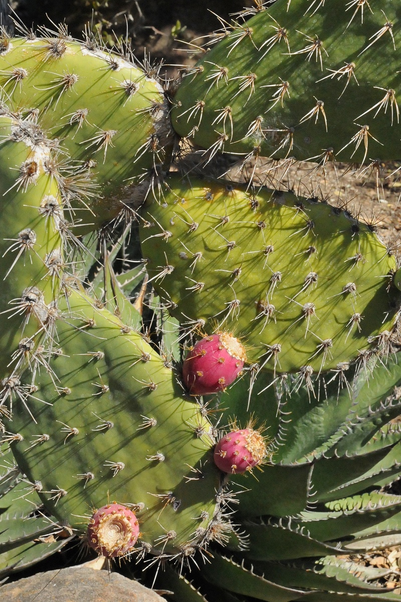 Изображение особи Opuntia oricola.