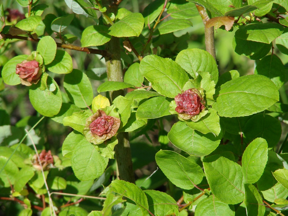 Image of Salix pyrolifolia specimen.