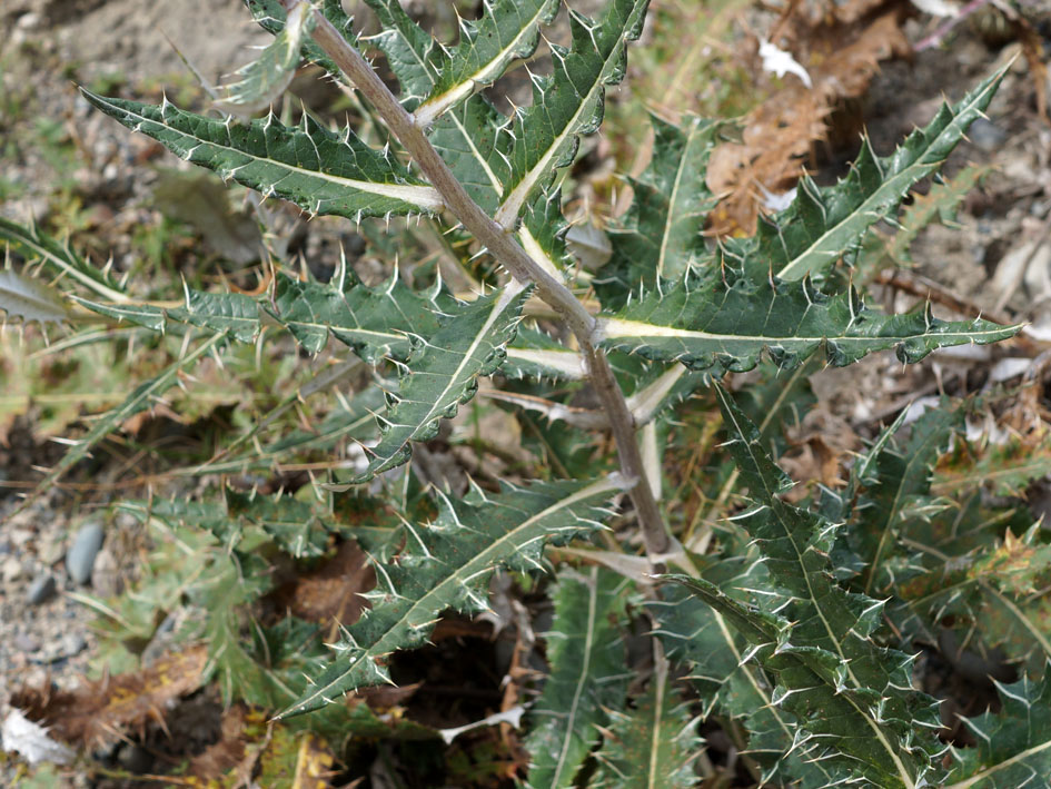Image of Alfredia nivea specimen.