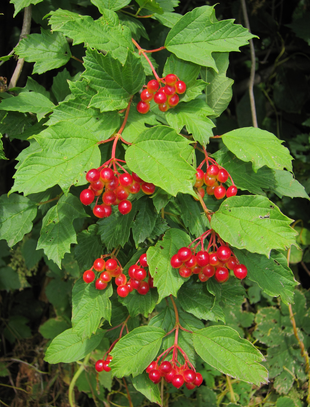 Image of Viburnum opulus specimen.