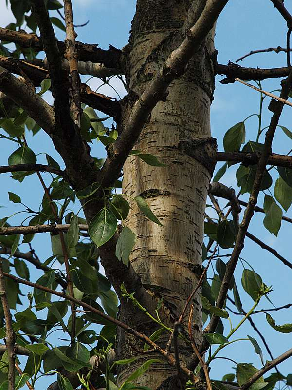 Изображение особи Populus suaveolens.