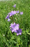 Campanula wolgensis. Верхушки цветущих растений. Республика Мордовия, Ичалковский р-н, уроч. Ендова в 4 км к северо-востоку от с. Лобаски, степной склон. 1 июня 2013 г.