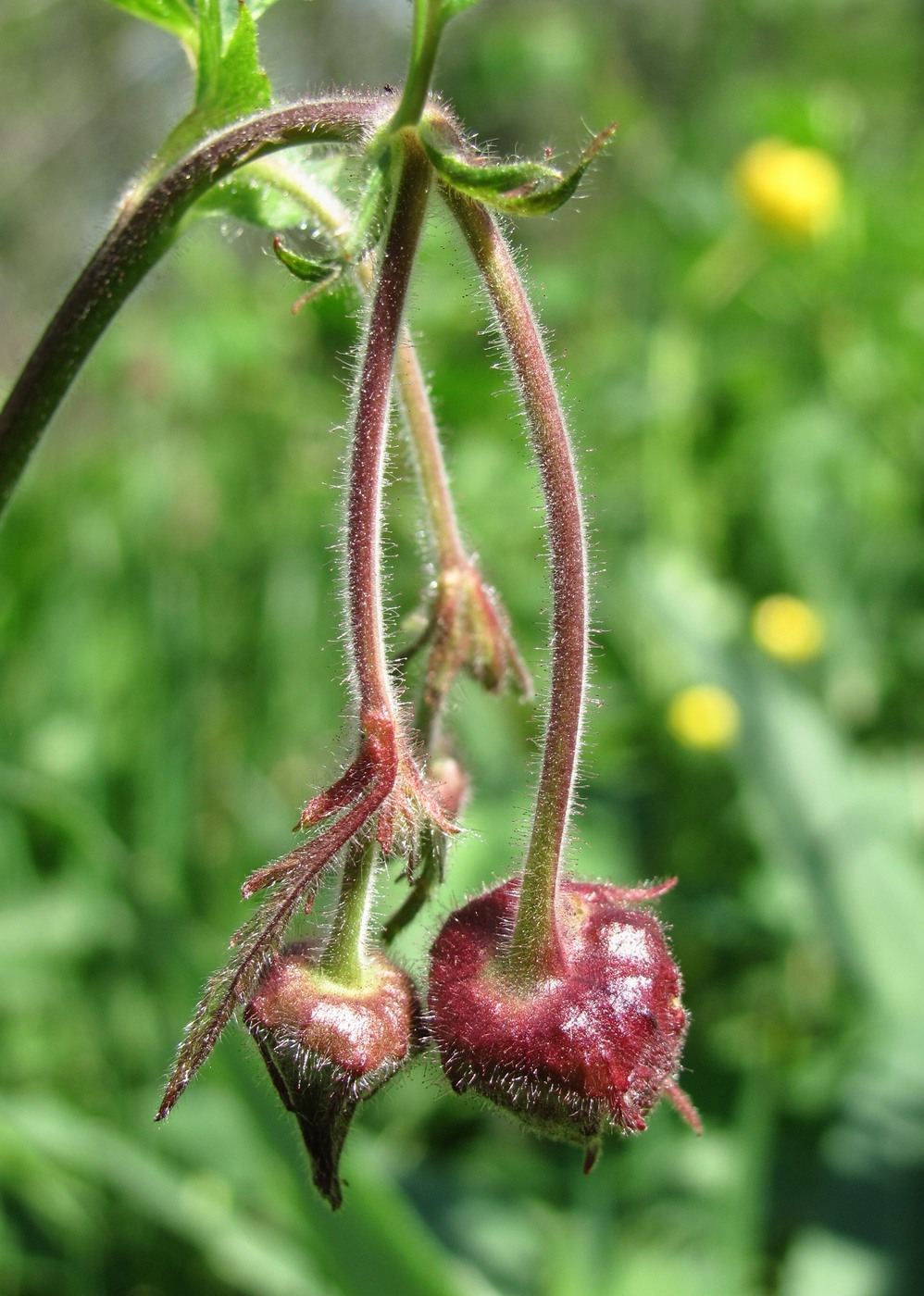 Изображение особи Geum rivale.