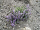 Ziziphora puschkinii
