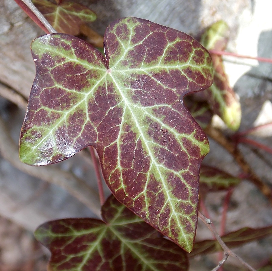 Изображение особи Hedera helix.