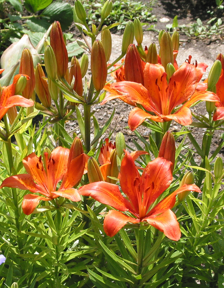 Image of Lilium pensylvanicum specimen.