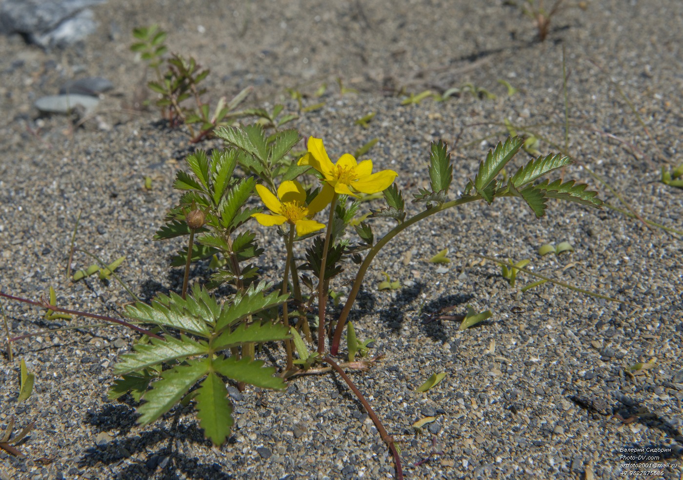 Image of Potentilla anserina ssp. groenlandica specimen.