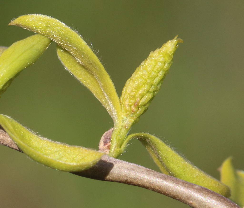 Изображение особи Salix matsudana.