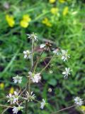 Micranthes aestivalis