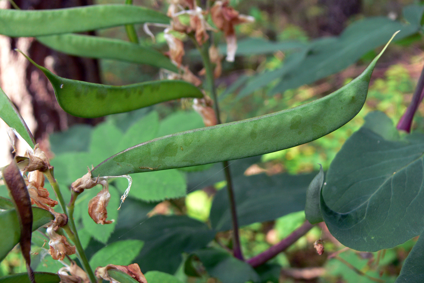 Изображение особи Lathyrus gmelinii.