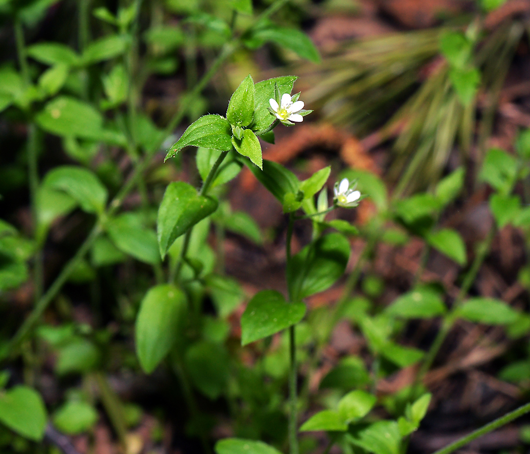 Изображение особи Moehringia trinervia.