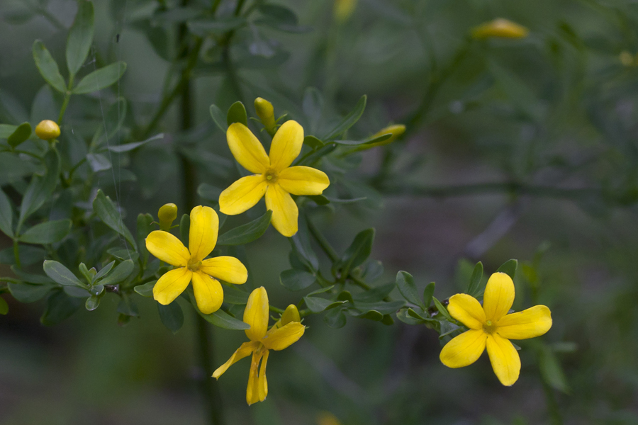 Изображение особи Jasminum fruticans.