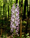 Orchis purpurea ssp. caucasica