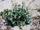 Crambe maritima. Цветущее растение на морской косе. Украина, Херсонская обл., Голопристанский р-н, Черноморский биосферный заповедник, о-в Тендровская Коса, урочище \"Белые Кучугуры\". 22 мая 2007 г.