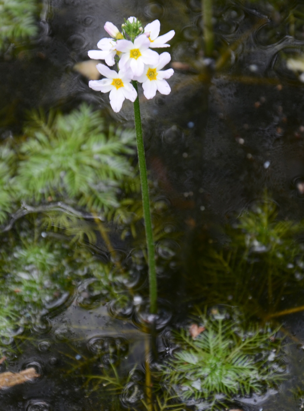 Изображение особи Hottonia palustris.