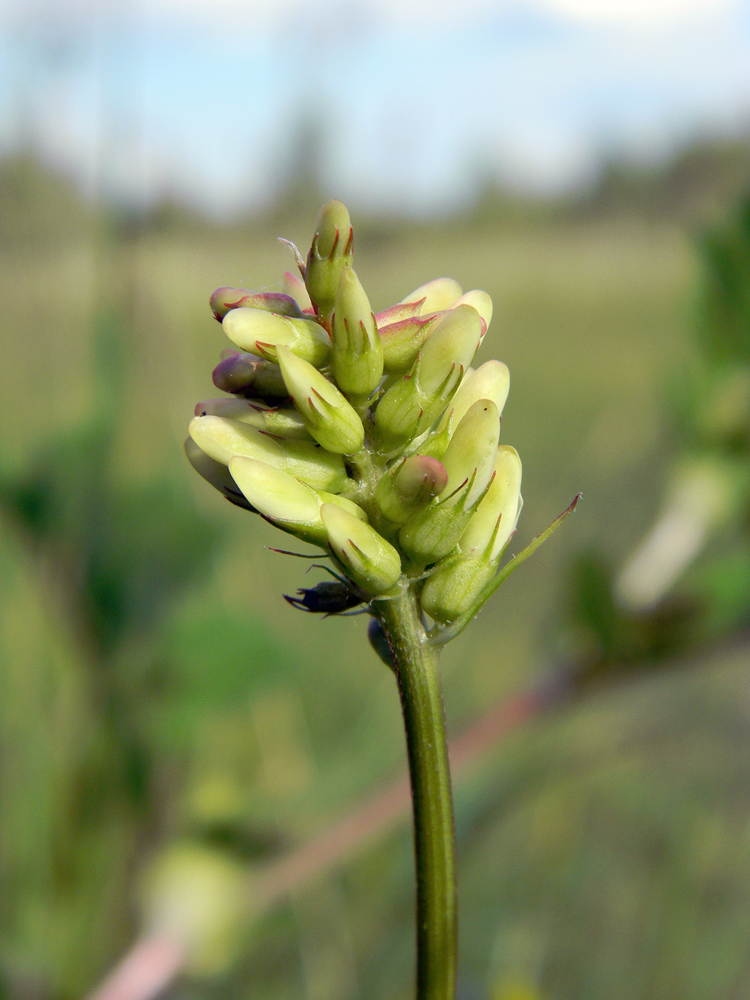 Изображение особи Astragalus glycyphyllos.