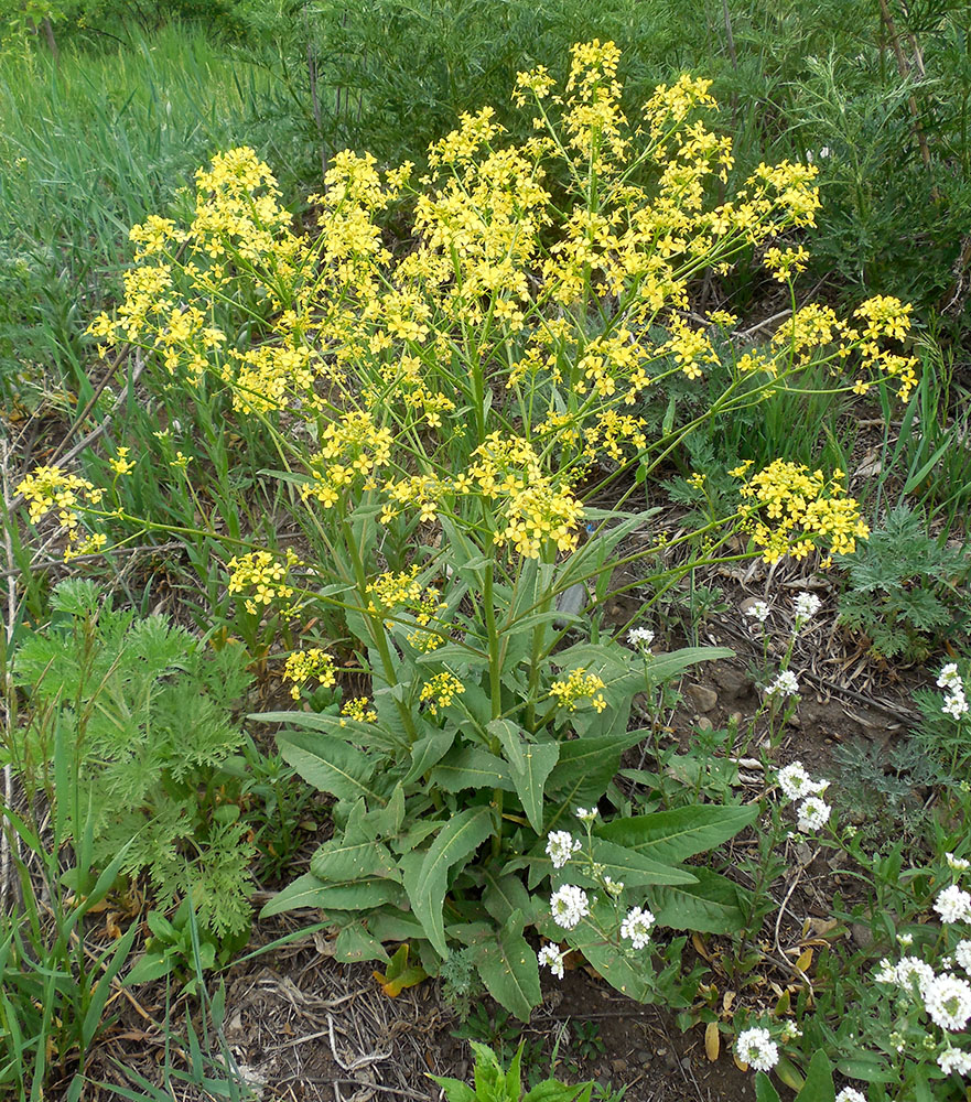 Image of Bunias orientalis specimen.