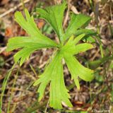 Ranunculus polyanthemos. Листовая пластинка. Ростовская обл., Неклиновский р-н, Самбекское с/п, дол. р. Сухой Самбек, на лугу. 04.07.2016.