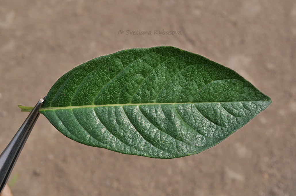 Image of Lonicera involucrata specimen.