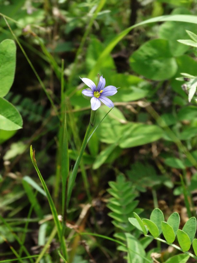 Изображение особи Sisyrinchium montanum.