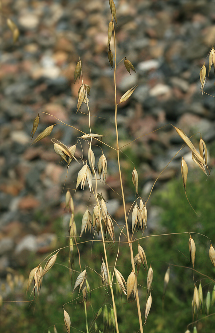 Image of Avena fatua specimen.