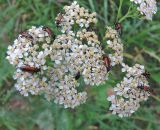 Achillea millefolium