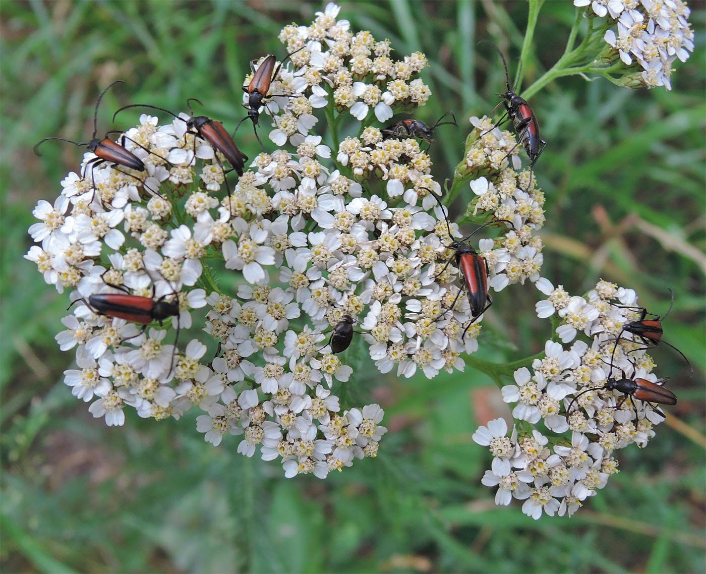 Изображение особи Achillea millefolium.