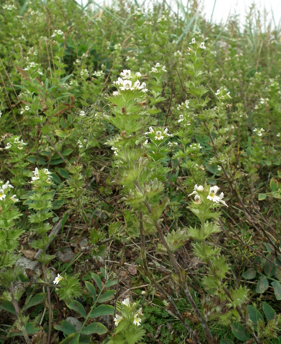 Изображение особи род Euphrasia.