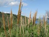 Miscanthus purpurascens