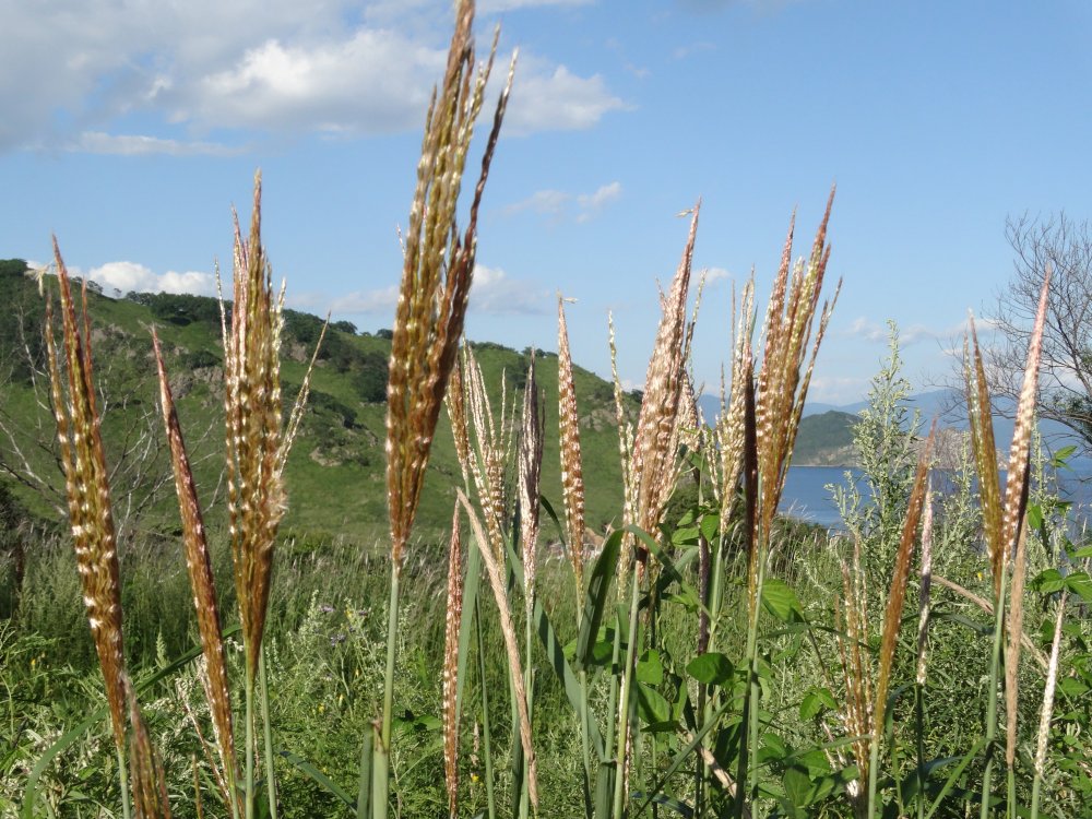 Image of Miscanthus purpurascens specimen.