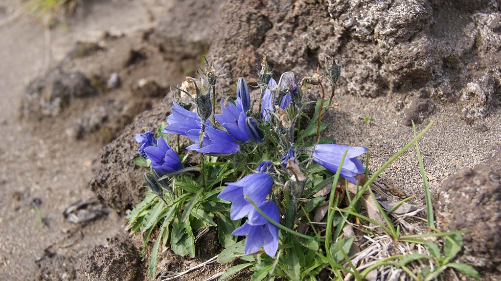 Image of Campanula lasiocarpa specimen.