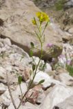 Draba hispida