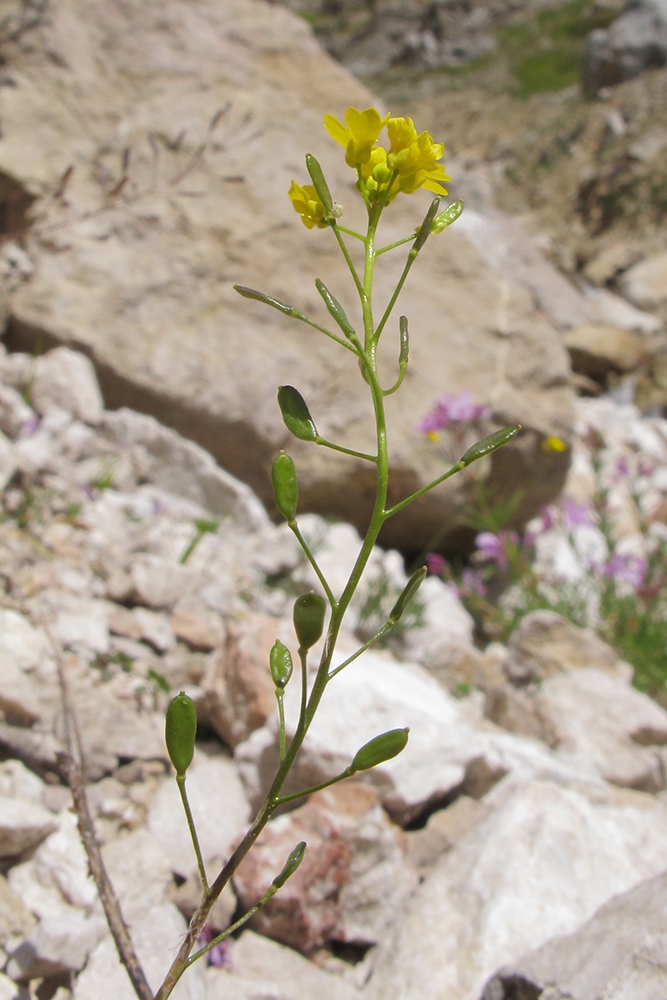 Изображение особи Draba hispida.