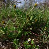 Taraxacum officinale