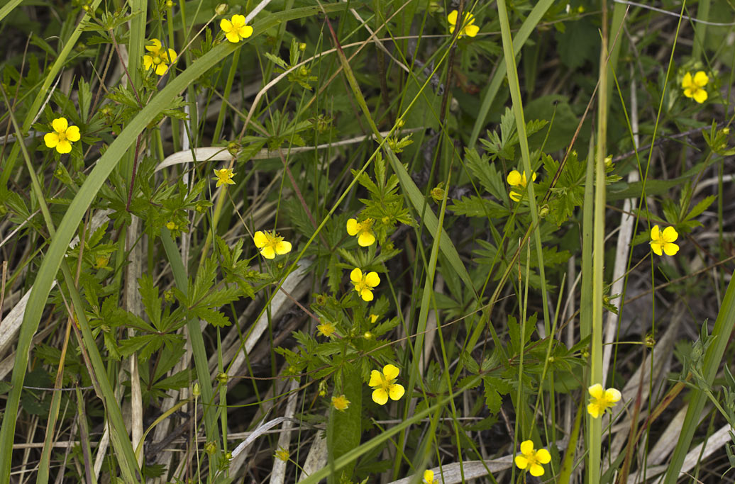 Image of Potentilla erecta specimen.