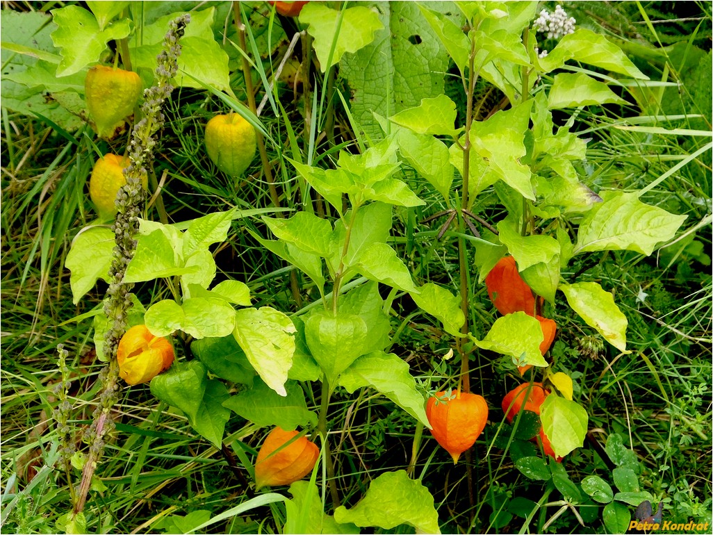 Image of Alkekengi officinarum specimen.