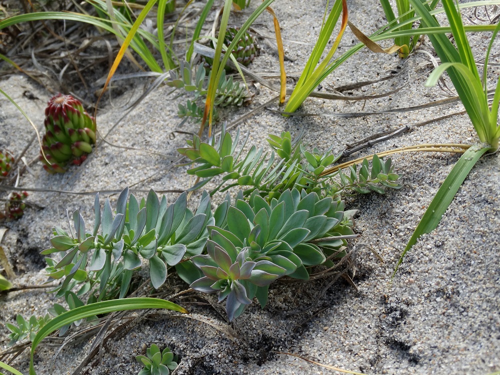 Изображение особи Linaria japonica.