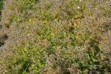 Clematis mandshurica