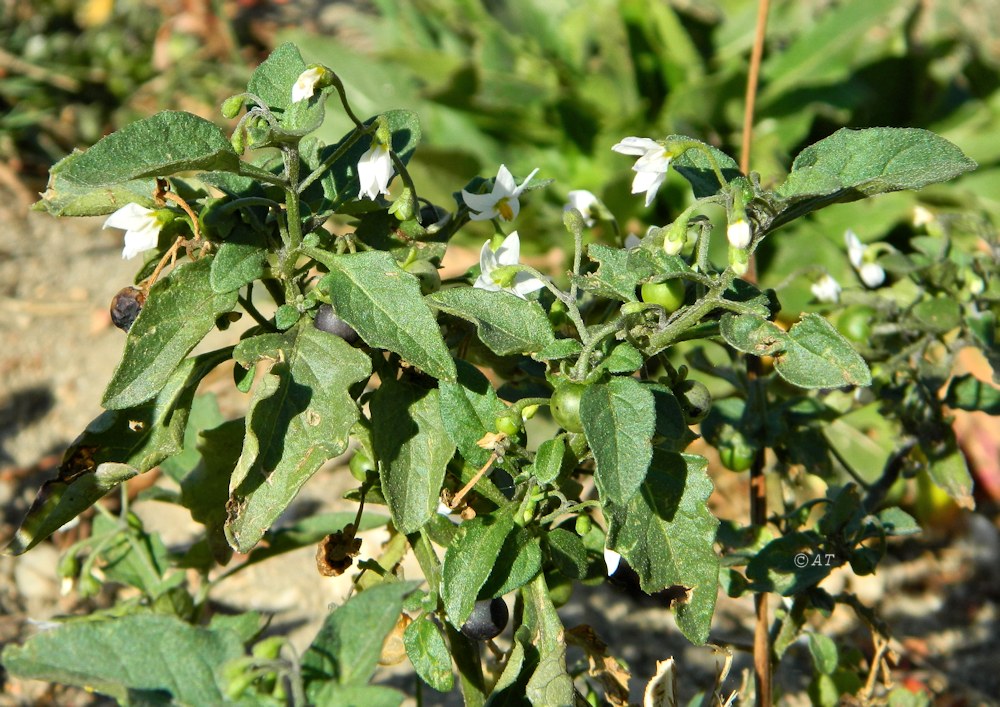 Image of Solanum nigrum specimen.