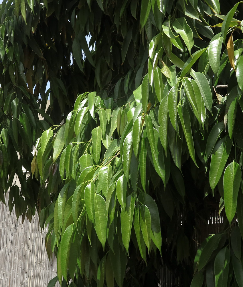 Изображение особи Ficus binnendijkii.