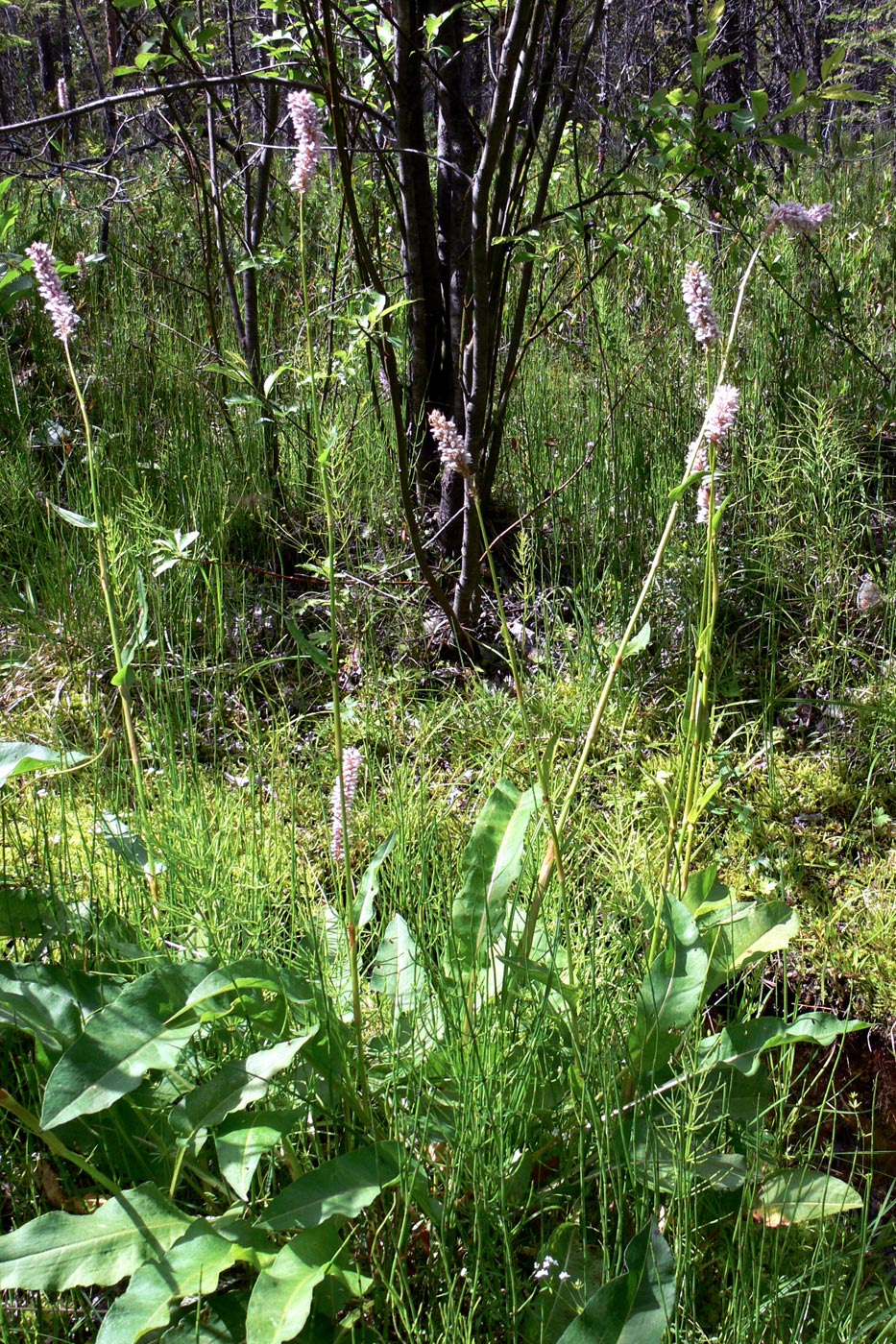 Image of Bistorta officinalis specimen.