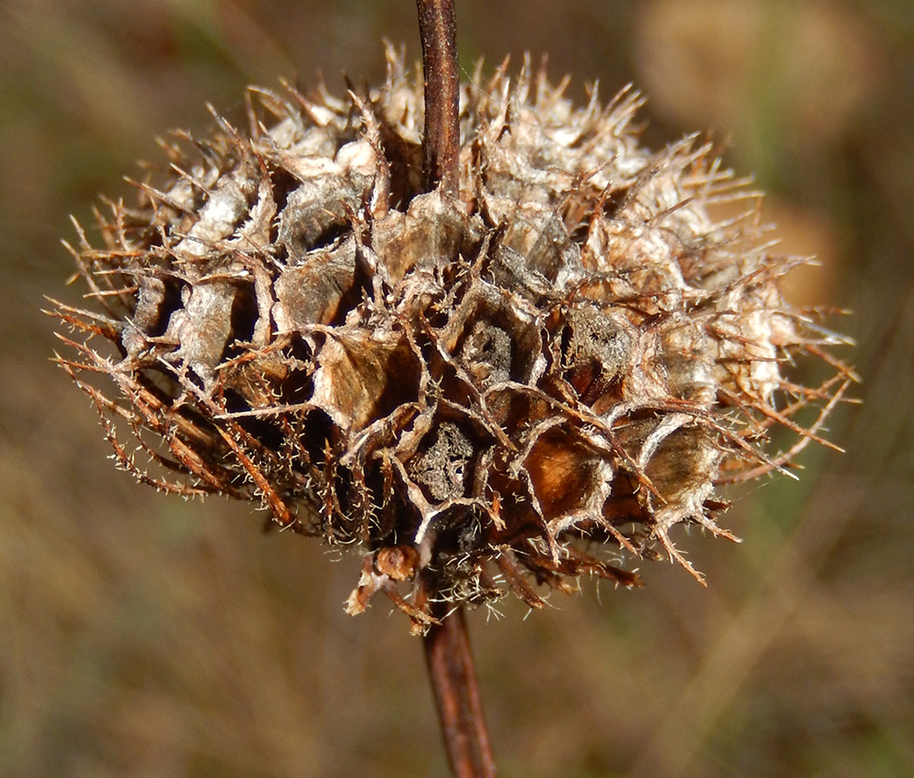 Image of Phlomoides tuberosa specimen.
